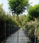 Kugelakazie - Robinia pseudoac.'Umbraculifera'