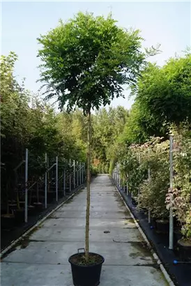Kugelakazie - Robinia pseudoac.'Umbraculifera'