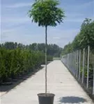 Kugelakazie - Robinia pseudoac.'Umbraculifera'