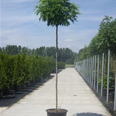 Robinia pseudoac.'Umbraculifera', H C 43 10- 12