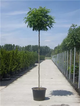 Kugelakazie - Robinia pseudoac.'Umbraculifera'