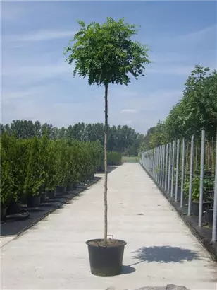 Kugelakazie - Robinia pseudoac.'Umbraculifera'
