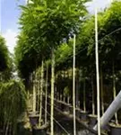 Kugelakazie - Robinia pseudoac.'Umbraculifera'