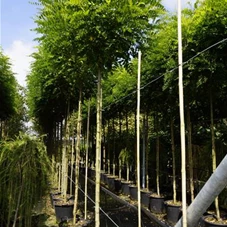 Robinia pseudoac.'Umbraculifera', H C 65 12- 14