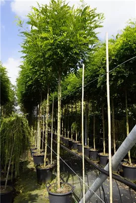 Kugelakazie - Robinia pseudoac.'Umbraculifera'