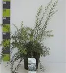 Weiße Rispenspiere - Spiraea cinerea 'Grefsheim'