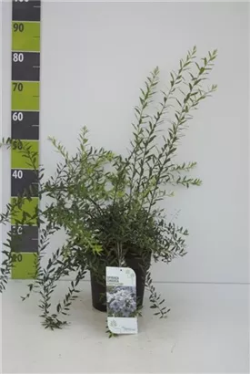 Weiße Rispenspiere - Spiraea cinerea 'Grefsheim'