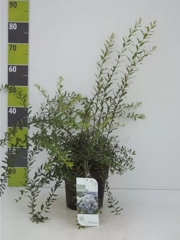 Weiße Rispenspiere - Spiraea cinerea 'Grefsheim'
