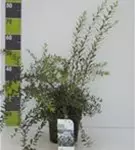 Weiße Rispenspiere - Spiraea cinerea 'Grefsheim'