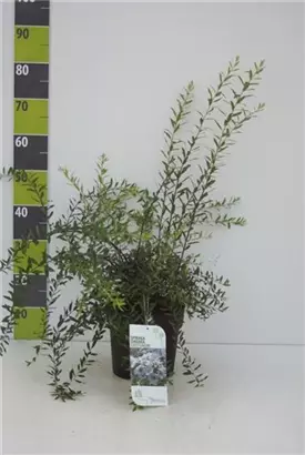 Weiße Rispenspiere - Spiraea cinerea 'Grefsheim'