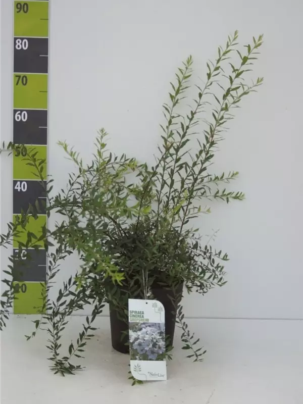 Weiße Rispenspiere - Spiraea cinerea 'Grefsheim'