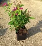 Rote Sommerspiere - Spiraea japonica 'Anthony Waterer'