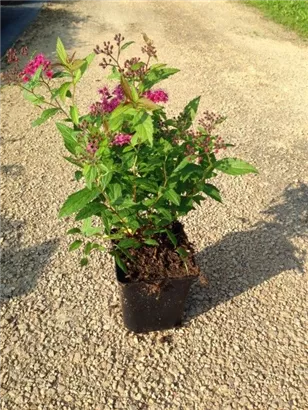 Rote Sommerspiere - Spiraea japonica 'Anthony Waterer'