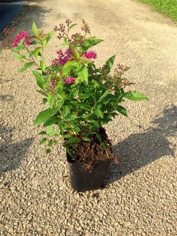 Rote Sommerspiere - Spiraea japonica 'Anthony Waterer'