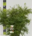 Frühlingsspiere - Spiraea thunbergii