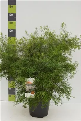 Frühlingsspiere - Spiraea thunbergii