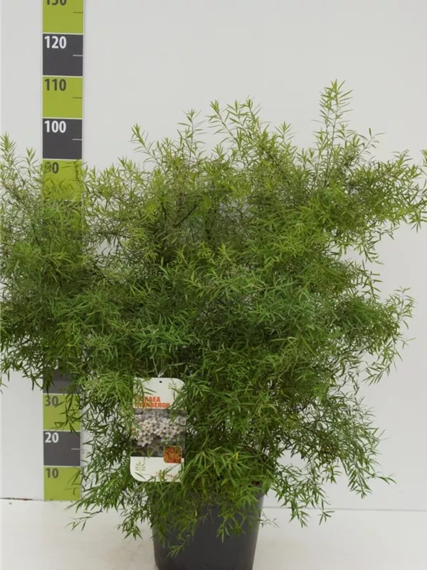 Frühlingsspiere - Spiraea thunbergii