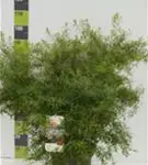 Frühlingsspiere - Spiraea thunbergii