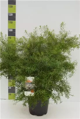 Frühlingsspiere - Spiraea thunbergii