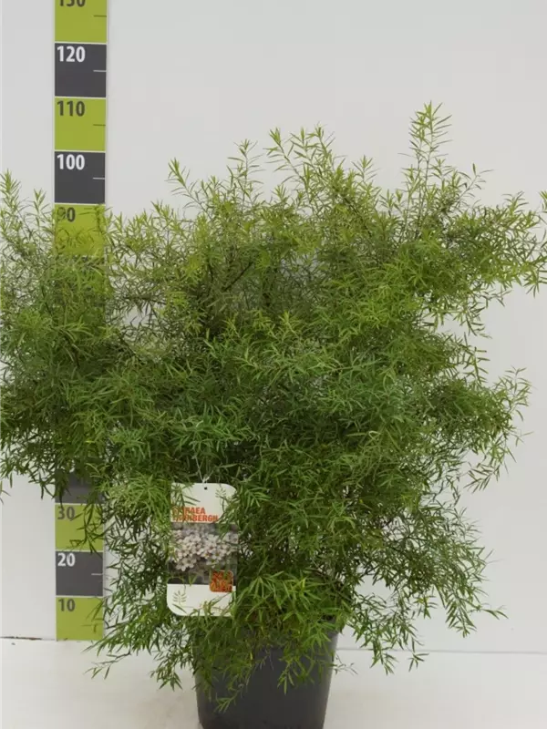 Frühlingsspiere - Spiraea thunbergii