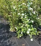 Prachtspiere - Spiraea vanhouttei - Ziergehölze