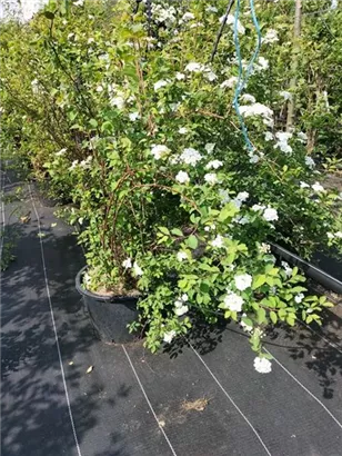 Prachtspiere - Spiraea vanhouttei - Ziergehölze