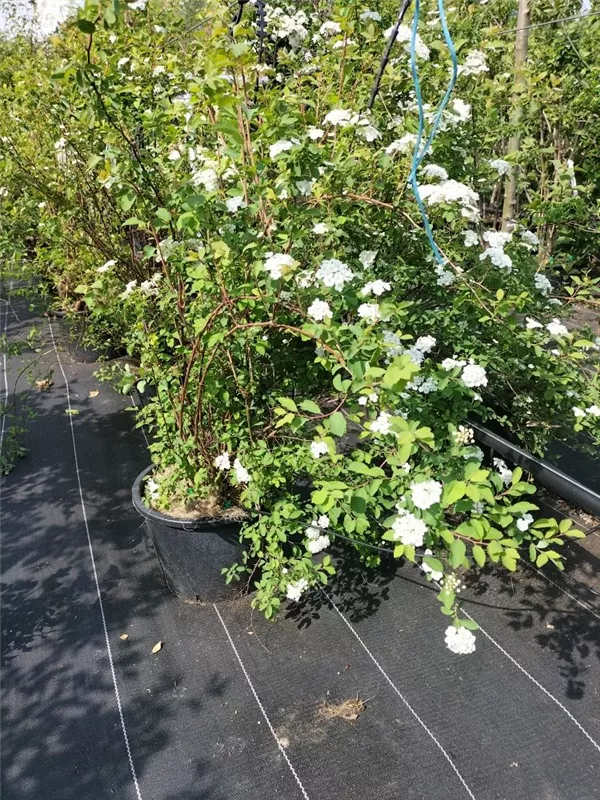 Prachtspiere - Spiraea vanhouttei - Ziergehölze