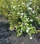 Prachtspiere - Spiraea vanhouttei - Ziergehölze
