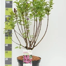 Syringa vulg.'Andenken an Ludwig Späth' - Ziergehölze, C 20 80- 100