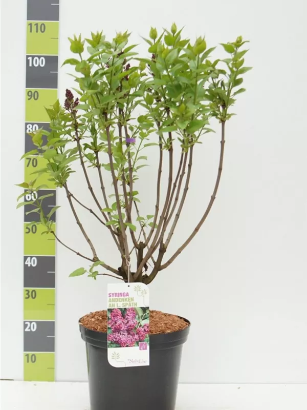 Edelflieder 'Andenken an Ludwig Späth' - Syringa vulg.'Andenken an Ludwig Späth' - Ziergehölze