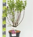 Edelflieder 'Andenken an Ludwig Späth' - Syringa vulg.'Andenken an Ludwig Späth' - Ziergehölze