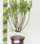 Edelflieder 'Andenken an Ludwig Späth' - Syringa vulg.'Andenken an Ludwig Späth' - Ziergehölze