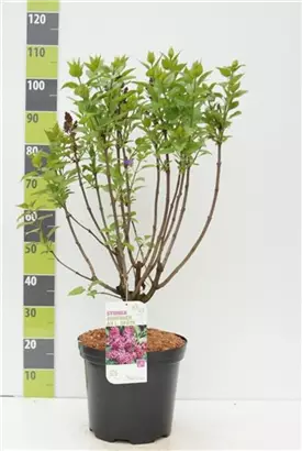 Edelflieder 'Andenken an Ludwig Späth' - Syringa vulg.'Andenken an Ludwig Späth' - Ziergehölze