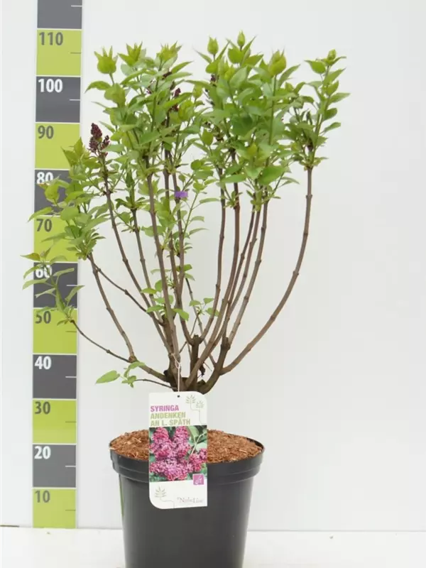 Edelflieder 'Andenken an Ludwig Späth' - Syringa vulg.'Andenken an Ludwig Späth' - Ziergehölze