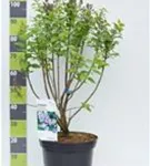 Edelflieder 'Michel Buchner' - Syringa vulg.'Michel Buchner' - Ziergehölze