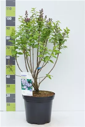 Edelflieder 'Michel Buchner' - Syringa vulg.'Michel Buchner' - Ziergehölze