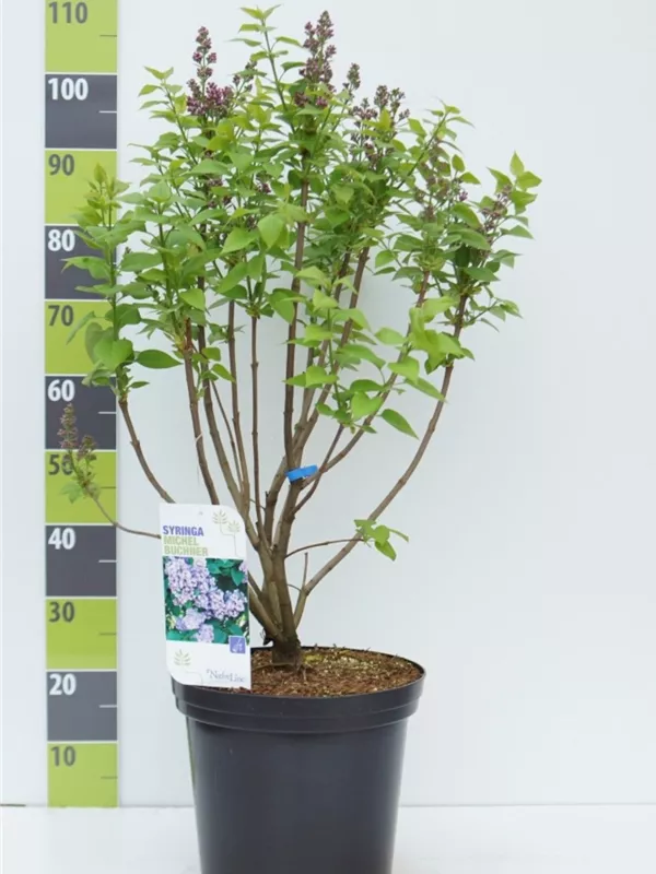 Edelflieder 'Michel Buchner' - Syringa vulg.'Michel Buchner' - Ziergehölze