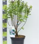 Edelflieder 'Michel Buchner' - Syringa vulg.'Michel Buchner' - Ziergehölze