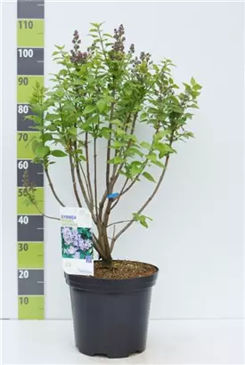 Edelflieder 'Michel Buchner' - Syringa vulg.'Michel Buchner' - Ziergehölze