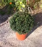 Heimische Eibe - Taxus baccata - Formgehölze