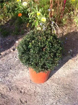 Heimische Eibe - Taxus baccata - Formgehölze
