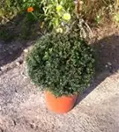 Heimische Eibe - Taxus baccata - Formgehölze