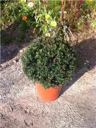 Heimische Eibe - Taxus baccata - Formgehölze