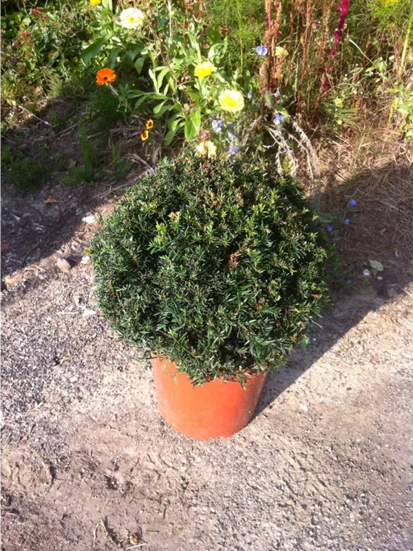 Heimische Eibe - Taxus baccata - Formgehölze