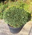 Heimische Eibe - Taxus baccata - Formgehölze