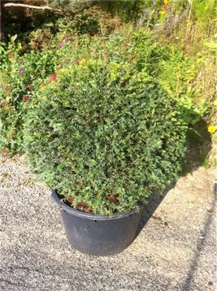 Heimische Eibe - Taxus baccata - Formgehölze