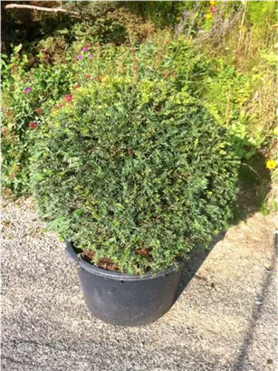Heimische Eibe - Taxus baccata - Formgehölze