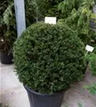 Heimische Eibe - Taxus baccata - Formgehölze