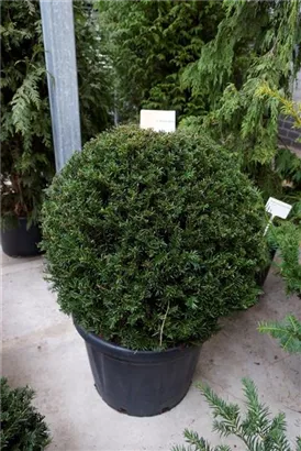 Heimische Eibe - Taxus baccata - Formgehölze