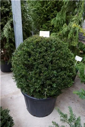 Heimische Eibe - Taxus baccata - Formgehölze